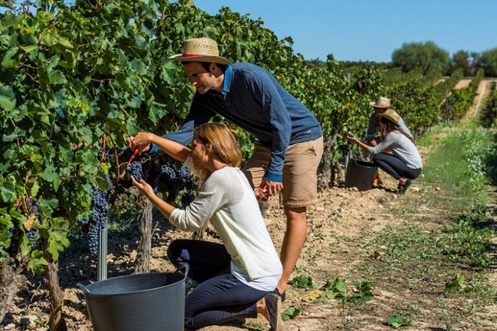 Du lịch Úc nên mua gì - Sản xuất rượu vang từ thung lũng Yarra