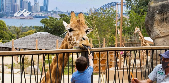 Hoạt động cho thú ăn tại vườn thú Taronga