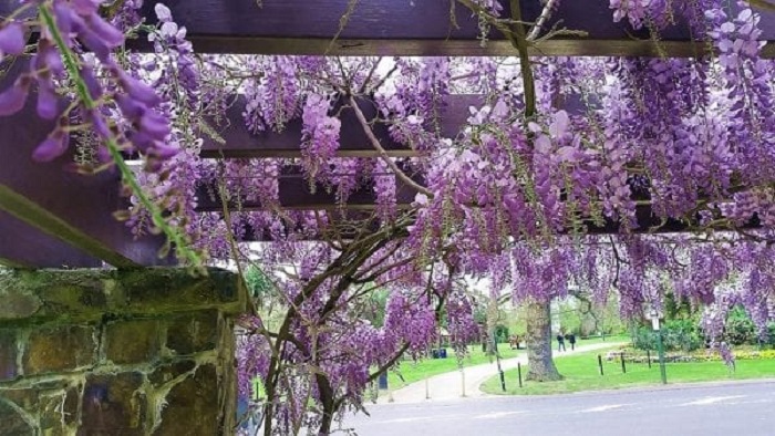 Kinh nghiệm du lịch Melbourne - Vườn Bách thảo Hoàng gia