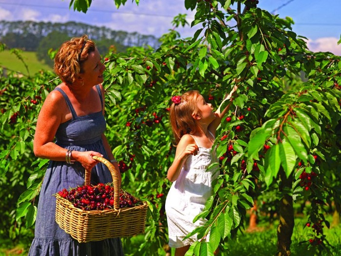 Kinh nghiệm du lịch Úc mùa xuân - Vườn Trái Cây Bacchus Marsh