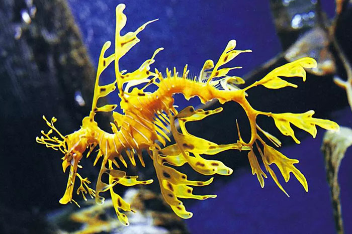 Thủy cung Melbourne - Tại đây là khu vực riêng của một số loài sinh vật ở bến cảng Melbourne