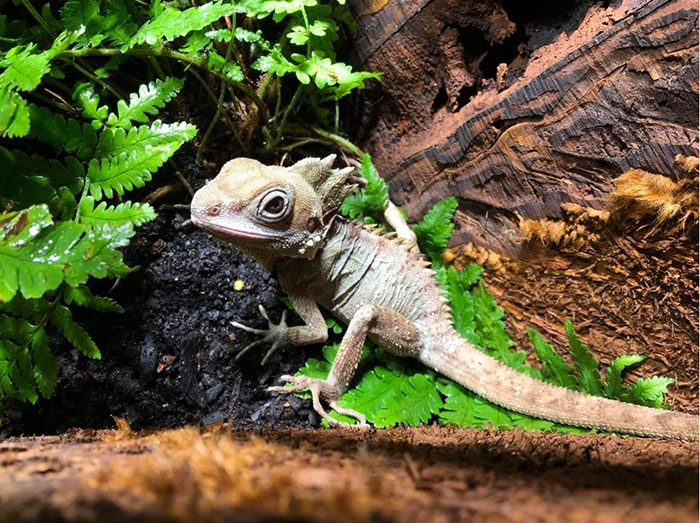 Thủy cung Melbourne - Sinh vật bên trong rừng nhiệt đới.