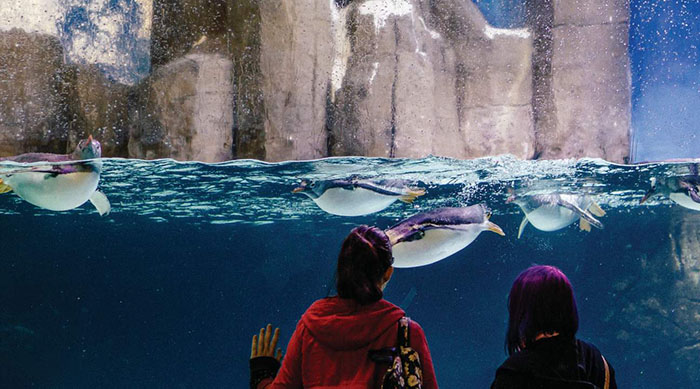 Thủy cung Melbourne - Bạn có thể nhìn thấy chim cánh cụt ngay trước mắt