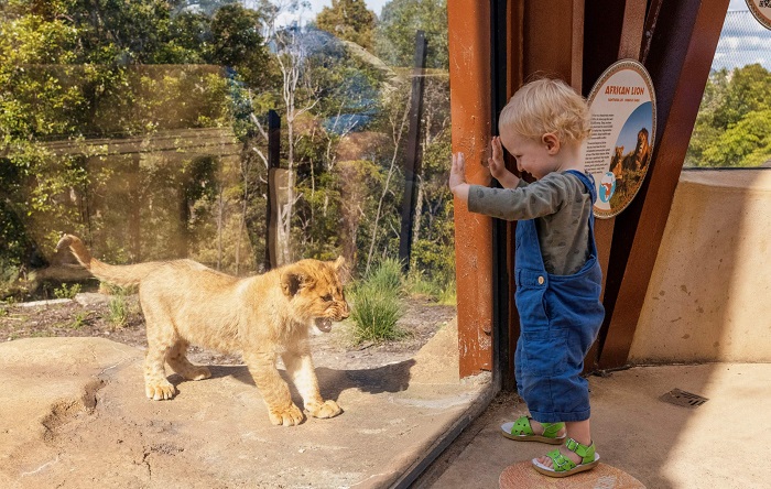 Vườn bách thú, địa điểm du lịch Sydney