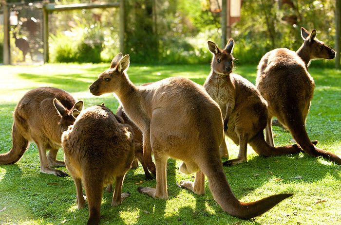 Du lịch úc tháng 6 khu vực như ven biển Sydney và Perth lại có mức nhiệt độ tương đối ôn hòa 