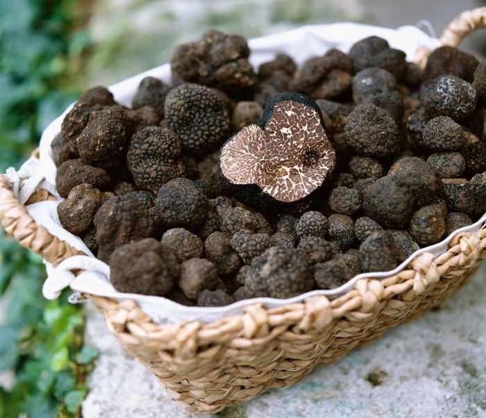 Du lịch úc tháng 8 Nấm Truffle của Úc trong lễ hội