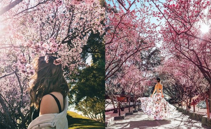 Du lịch úc tháng 8 tham gia Lễ hội hoa anh đào tại Auburn Botanic Gardens Sydney