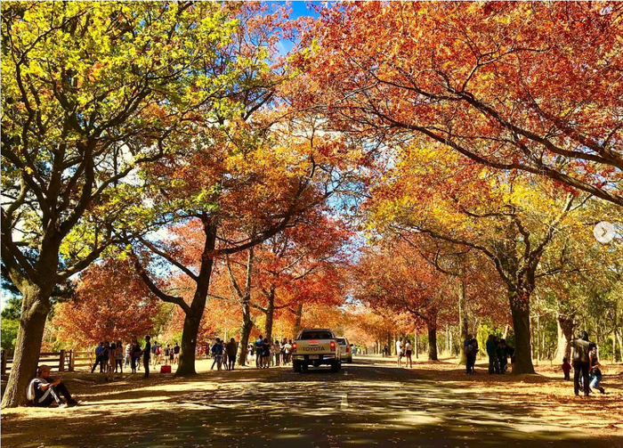 Ngắm là vàng ở Úc - Địa điểm lý tưởng nên đến khi Úc sang thu