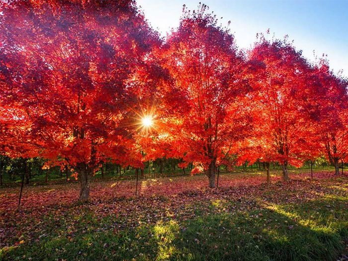 Ngắm là vàng ở Úc - Điểm không nên bỏ qua khi đến Úc tháng 4, tháng 5