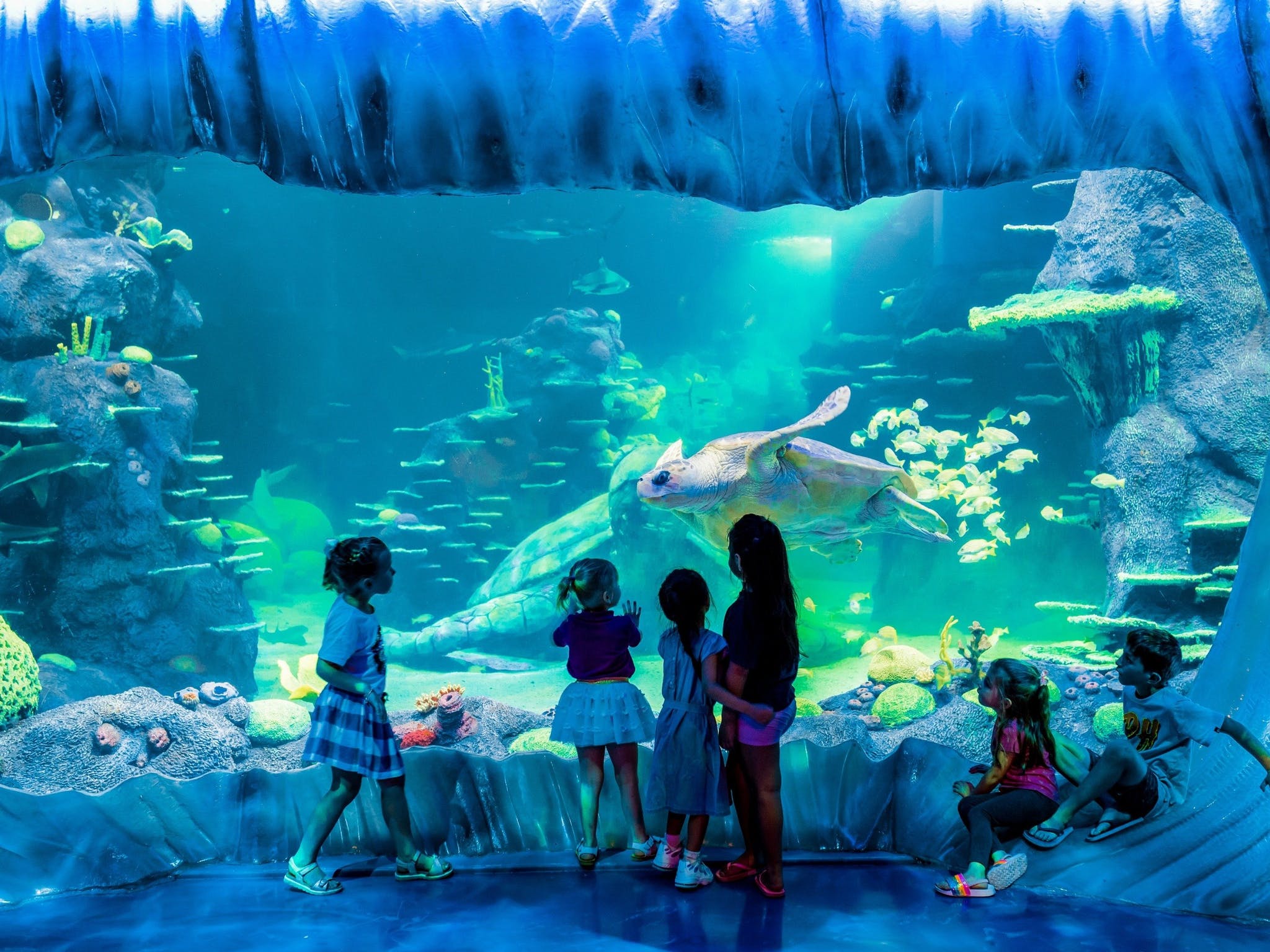 Khám phá thủy cung đầy màu sắc và sôi động của thế giới các loài sinh vật biển