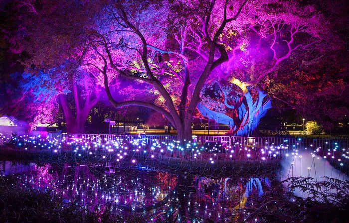 Triển lãm ánh sáng tại lễ hội ánh sáng Vivid Sydney