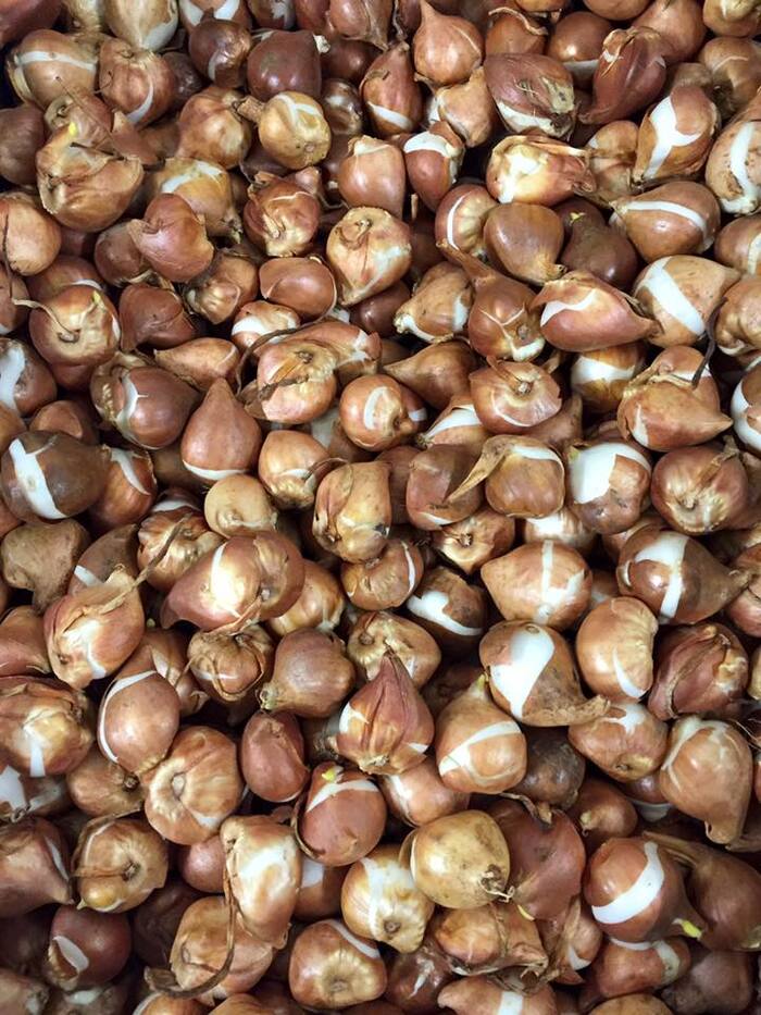 Lễ hội hoa tulip tại Úc - Những hạt giống hoa tulip đặc biệt được bày bán trong lễ hội.