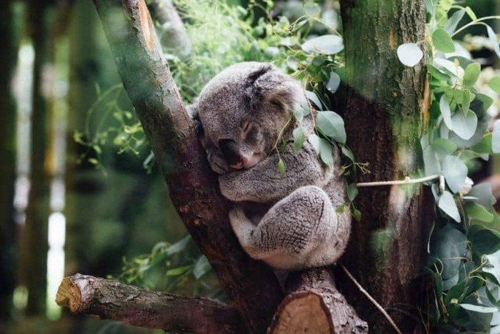 Kinh nghiệm du lịch Úc - Gấu Koala – loài vật chỉ có ở riêng nước Úc