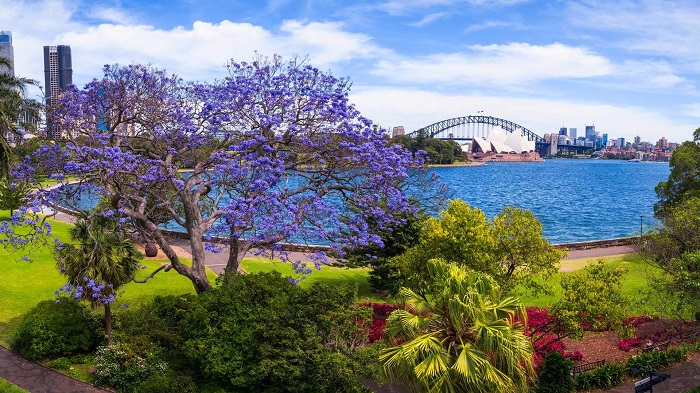 Giới thiệu vườn Bách thảo Hoàng gia – Botanic Garden Sydney