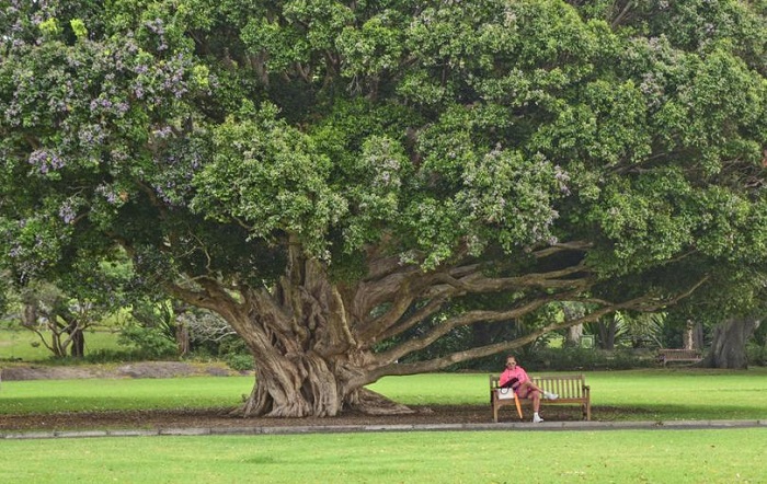 Giới thiệu vườn Bách thảo Hoàng gia – Botanic Garden Sydney