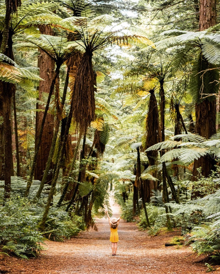 Hướng dẫn di chuyển đến Rotorua