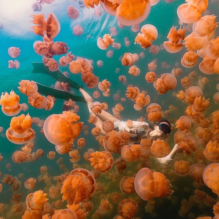Trải nghiệm snorkeling ngắm đàn sứa di chuyển tại Jellyfish Lake. Nguồn: visitpalau_tw