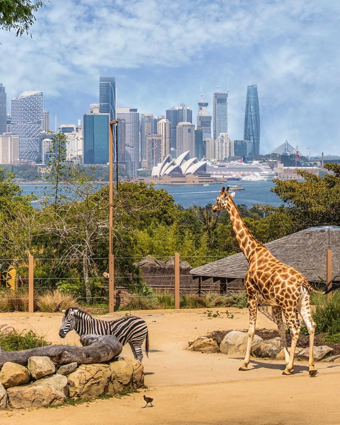 Khám phá thế giới động vật phong phú tại Taronga Zoo. Nguồn: sc_syd